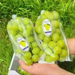 샤인머스켓4KG 선물용 가정용