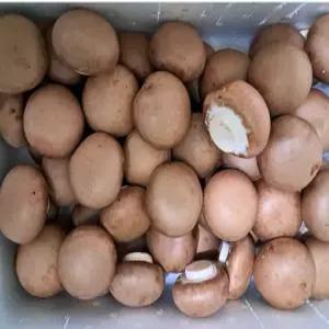 국내산 무농약 친환경 양송이버섯 1KG 브라운 최상품 특품
