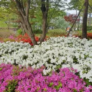 [목하원예조경]철쭉 나무 묘목 3종 세트모음 (영산홍5 자산홍5 백철쭉5) 총15주 (목하원예조경)