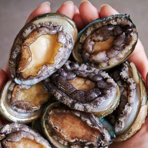 싱싱한 진도 활전복 1kg/ 생미역 다시마 먹고자란 당일조업 품질좋은 전복