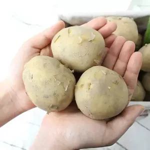 [친환경팔도][팔도농장] 26년 햇 수확 수미감자(대) 5kg