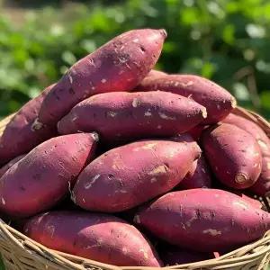 T전라남도 꿀 밤고구마 10kg(특상)