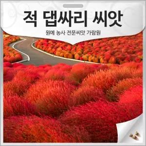 적 댑싸리 씨앗 댑사리씨 종자 붉은 적색 뎁싸리 코키아 1000알