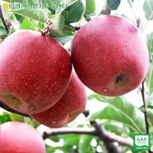[문경APC] 새재의 아침 문경 햇사과 감홍 가정용 흠집사과 대과 5kg (10-16과내) / 실중량