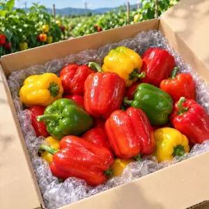 [50박스한정] 유명산지 국내산 파프리카 2kg 혼합과 박스포함(실중량 1.7kg)