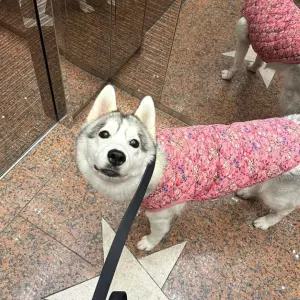 조끼 강아지 대형견 큰개 겨울 가을 애견조끼 할매
