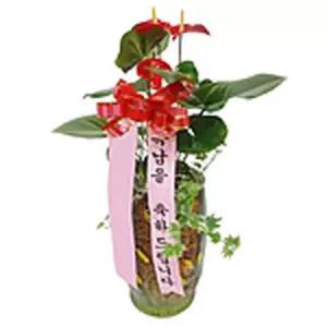 [MENPYLXX_52FE]안시리움 개업 꽃배달
