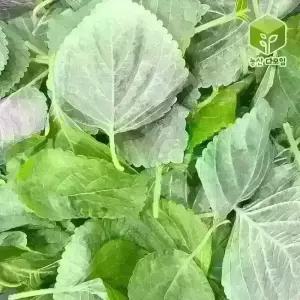 국내산 깨순 파지깻잎순 4kg