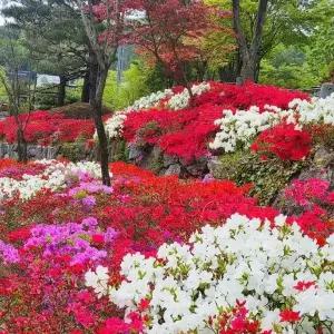 [목하원예조경]영산홍 자산홍 백철쭉 철쭉나무 묘목 3종세트 총15주 봄꽃 노지월동 가능