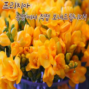 [아트플라워] 후리지아(1단 10줄기)  프리지아 생화꽃 꽃도매 생화꽃다발