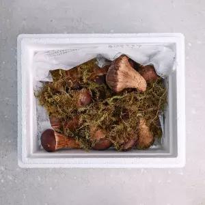 [장수상회]오늘신선 산지직송 무농약 참송이버섯 정품 500g