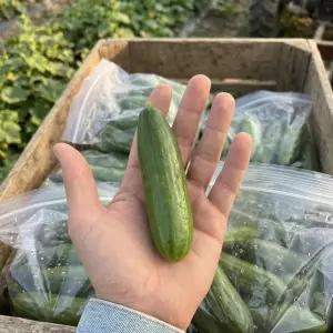 국내산 신선한 미니오이 가정용 스낵오이 5kg(100개내외)/ 산지직 송연구소