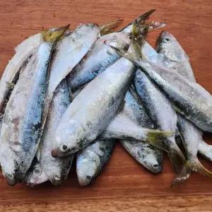 연안 급냉 전어 500g