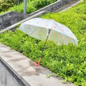 여행 감귤장우산 실용적인 기념선물 제주투명우산