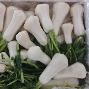 여수 알타리 절임 무 10kg 절인 알타리 무 절임 알타리 무 우 총각무 절임
