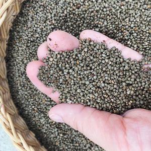햇볕과 바람에 잘 말린 시골마을 고소한 들깨 생들깨 1kg/2kg