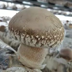 표고버섯 키우기 키트 배지 종균 재배 복지관 유치원 노인센터 경로당 단체 가정집에서 자연 체험학습 참나무톱밥 배양 학교 어린이집