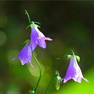 도라지모시대 3포트 모종 다년생 여름꽃 야생화 노지월동 AA002