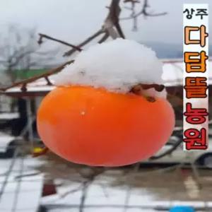 상주{햇}감/ 랜덤감(못난이감)-15kg 이상(80g~250g) 곶감용감/홍시용/감말랭이용/단감/땡감/대봉감/생감