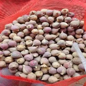 의성마늘 주아통마늘 1번 씨마늘종자용 1kg 약 150-200개
