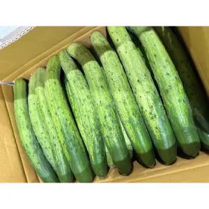 채소킹 국내산 백오이 (특)