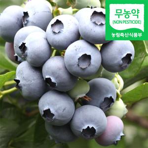 (냉동) 블루베리생과 2kg / 국내산 냉동 생 햇 블루베리 배리 열매 2026년산