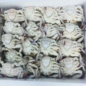 국산꽃게 10kg 암꽃게(중)