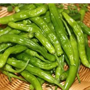 꽈리고추(특) 4kg 1박스 자연대로팜웨이