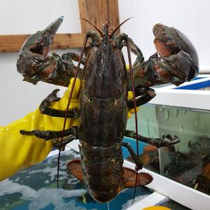 살아있는 활 A급 랍스터 500g 600g 700g 1kg