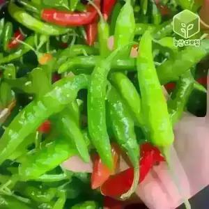 국내산 청양고추 반홍청양고추 5kg