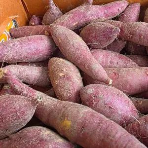 국내산 호풍미 호박고구마 꿀고구마 비세척 한입 5kg