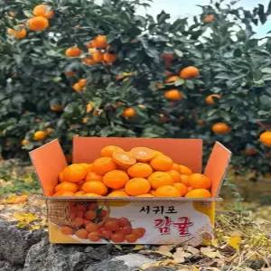 제주 서귀포 노지감귤 당일수확 당도보장 10kg 중대과(L/2L)