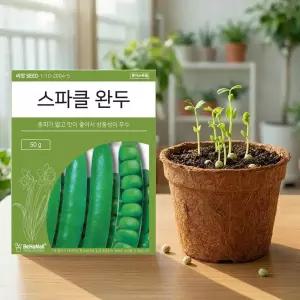 스파클 완두콩 씨앗 50g 채소씨앗 키우기쉬운 다수확 텃밭 완두재배