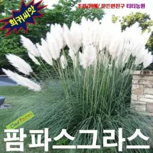 (희귀씨앗) 정원의 포인트 팜파스그라스 흰색 10립