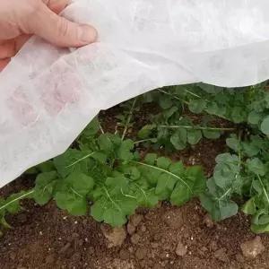농업용 부직포 50g 보온 서리방지 못자리용 소량판매 s1D75A 원예부자재 농사용