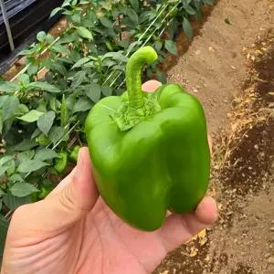 [새온]농가에서 당일수확 청피망(특) 1KG