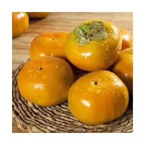 달콤한 가을 제철 과일 감 단감 10kg