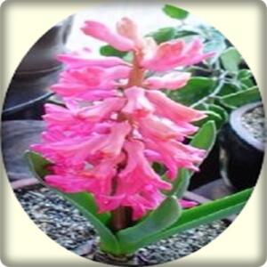 알뿌리/생화화분/히야신스/크로커스/수선화/무스카리/튜울립/후리지아/히어유/설란/자란/백합
