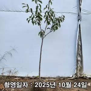 자두나무 / 후무사 / 3년생 / 결실주