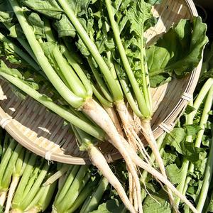 국내산 부드러운어린 열무김치 조선열무특품 1kg