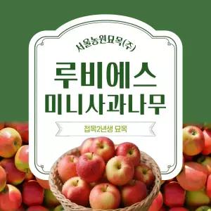 서울농원묘목/루비에스 미니 사과나무 접목2년생 묘목 M26대목 수분수 나무