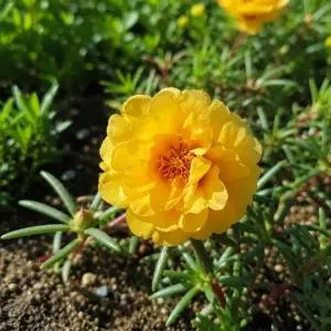 겹채송화 노랑 씨앗 30립 희귀 노란꽃 여름꽃 화단 화분 정원 AA003