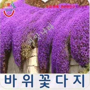 바위꽃다지 퍼플 (아우브리에따) / 포복성 꽃잔디씨앗 25립