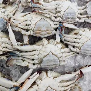 서해안 냉동 암꽃게 1kg