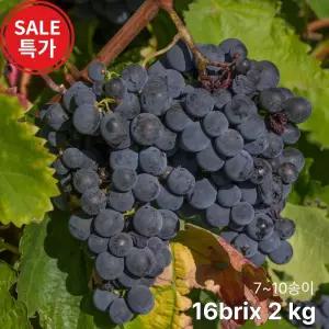 캠벨포도 영동포도 16brix 프리미엄 꿀포도 산지선별출하 2kg 7~10 송이
