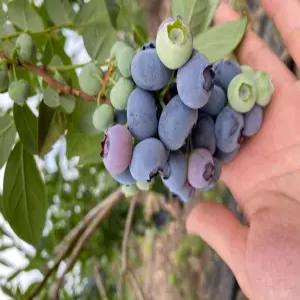 26년 국산 햇 냉동 블루베리 1kg 노지 무농약 과일 산지직송