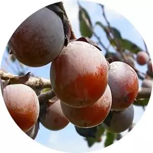 고욤나무/고염나무/Diospyros lotus L/묘목/화분묘/약용수/경제수
