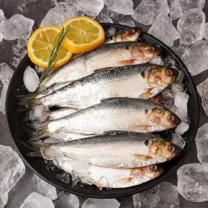 [자연맛남][산지직송] 고소한 국내산 가을 전어 2kg 특 20미내외(구이용/급냉)