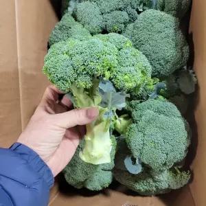 국내산 브로콜리 8kg 야채맘