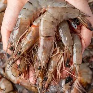 제철 생물 가을 대하 1kg